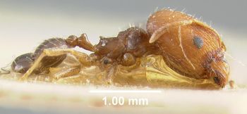 Media type: image;   Entomology 9128 Aspect: habitus lateral view